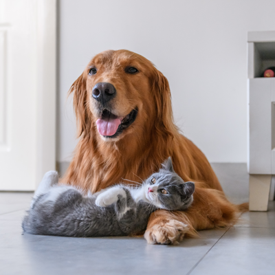 Ätherische Öle für Hunde & Katzen – Tierärztin beantwortet 6 wichtige Fragen - Ätherische Öle für Hunde & Katzen – Tierärztin beantwortet 6 wichtige Fragen
