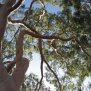 Zitronen Eukalyptus, bio, Grand Cru, 10ml
