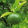 Mandarine bio grün, 10ml
