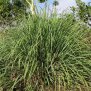 Lemongrass, bio, Grand Cru, 10ml