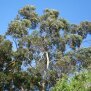Eukalyptus globulus, bio, 10ml