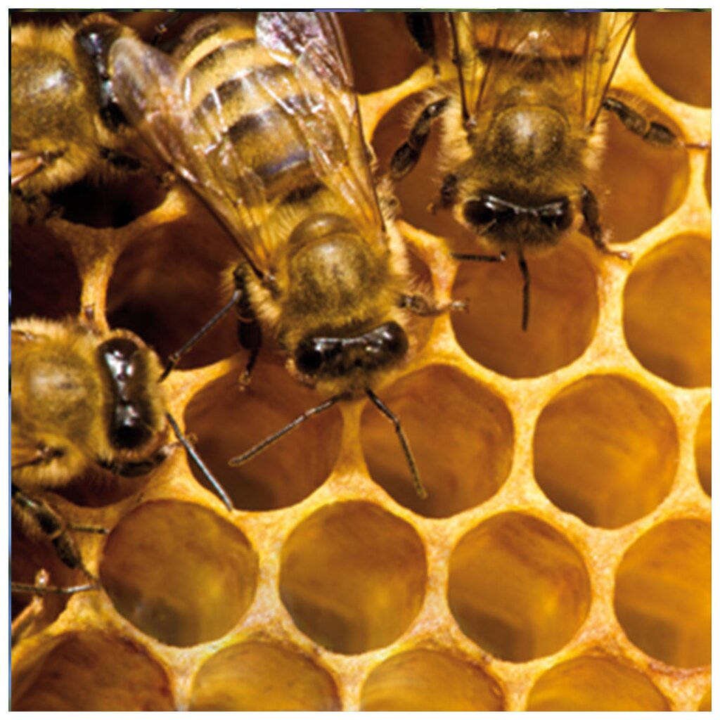 Honig Öl (Bienenwaben Abs.) 1 ml in 10 ml Jojobaöl, Frankreich