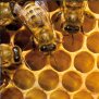 Bienenwabe, 50% Honig, bio, 5ml