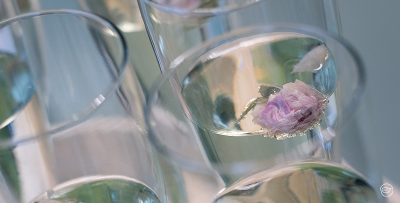 roseneiswuerfel in sektglas
